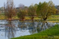 016_Biebrza - kwiecien 2010